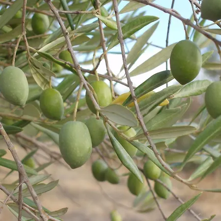 Casal Da Juge Torres Novas