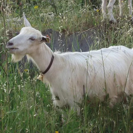Casal Da Juge Feriegård *